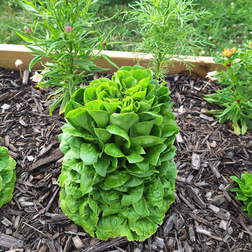 A tall lettuce head from one of our raised garden beds A tall lettuce head from one of our raised garden beds